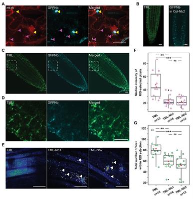 Nanobody-Dependent Delocalization of Endocytic Machinery in Arabidopsis Root Cells Dampens Their Internalization Capacity